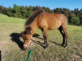 Shetlandpony Marlon, Familie Purner , Konie na sprzedaż, Altenberg bei linz 