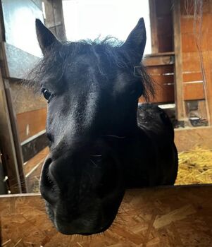 Shetty Shetland Pony Rappe, TT, Konie na sprzedaż, Weißenfels 
