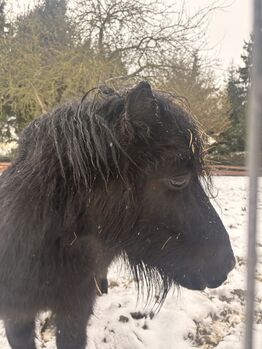 Shetty Shetland Pony Rappe