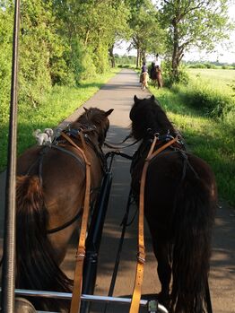 Shetlandpony, Shetty geritten und gefahren 108Stkm