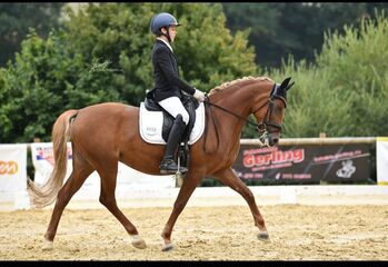 Kaderpony Dressur 8 Jahre L Platziert, FEI fertig zu verkaufen