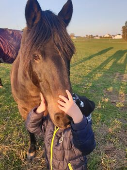 Welsh Pony