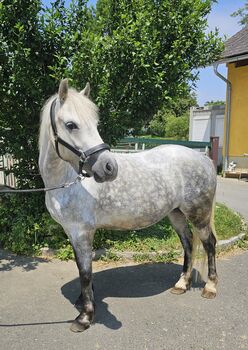 Ungarisches Reitpony, K.B.Z. verkaufspferde , Konie na sprzedaż, Steiermark/Leibnitz 