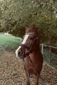Charakter Pony, Bozetapi , Konie na sprzedaż, Ballwil
