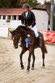 Jip kaufen - KWPN-Stute, Quasimodo Z x Cavalier, Stefan, Konie na sprzedaż, Goslar / Vienenburg