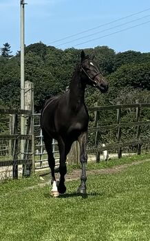 Quality 2 Year Old Gelding