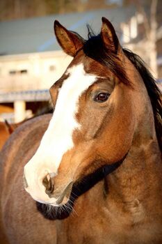 Hochwertige Quarter Horse Zuchtstute mit Verlasspferde-Qualität