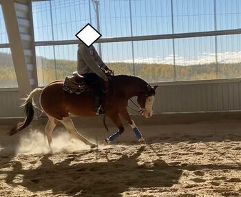 Hochwertige Quarter Horse Zuchtstute mit Top-Abstammung