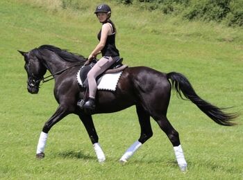 KWPN Traumwallach, Isabell, Horses For Sale, Becherbach 