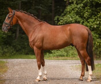 KWPN experienced gelding, 11 years old