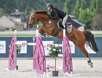 KWPN experienced gelding, 11 years old
