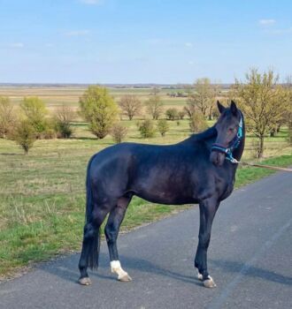 KWPN stallion