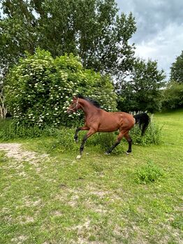 Kwpn stute friezeitpferd dressurpferd zuchtstute, Lena, Horses For Sale, Stralsund