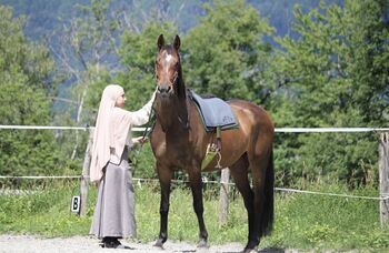 KWPN Stute, Isabell, Horses For Sale, Nenzing