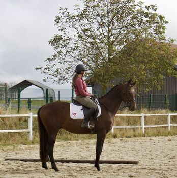 KWPN Wallach/Hengst, Ka_trin, Horses For Sale, Franzenreith