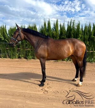 KWPN x PRE - Wallach - 1.63 m - Medium Level