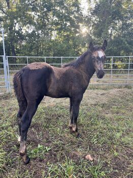 Lad ❤️❤️ Adorable blue roan draft cross!, Avery , Horses For Sale, Kansas City
