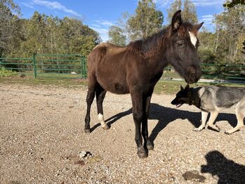 Lad ❤️❤️ Adorable blue roan draft cross!