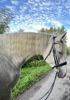 Hübsche 13jährige Orlowski-Traber Stute