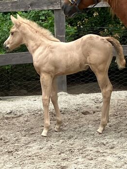 Bildhübsche Quarter Horse Stute