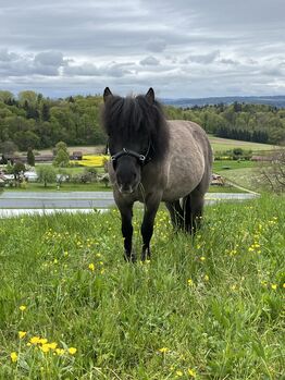 Hübscher Pony-Mix für reiterfahrene Kinder zu verkaufen, Michelle, Konie na sprzedaż, Wildensbuch