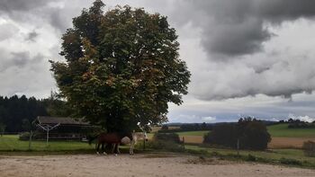 Schöner Offenstallplatz in kleiner Herde in Holzkirchen