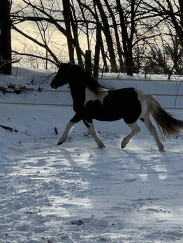 Hübscher Ponywallach, B.M., Konie na sprzedaż, Großheide