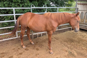 Bildhübsches QH-Nachwuchspferd mit Top-Perspektive im Sport, Kerstin Rehbehn (Pferdemarketing Ost), Konie na sprzedaż, Nienburg