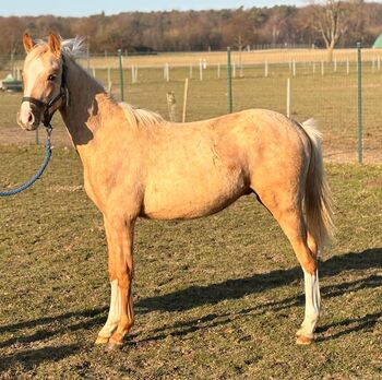 Bildhübscher Deutscher Reitpony Hengst in Palomino, Kerstin Rehbehn (Pferdemarketing Ost), Konie na sprzedaż, Nienburg