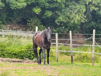 Bildhübscher, sensibler Quarter Horse Wallach mit AQHA-Papieren