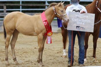 Lady In Champagne - Quarter Horse Stute mit Stil, Farbe & Perspektive, Kerstin Rehbehn (Pferdemarketing Ost), Konie na sprzedaż, Nienburg