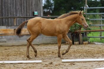 Lady In Champagne - Quarter Horse Stute mit Stil, Farbe & Perspektive