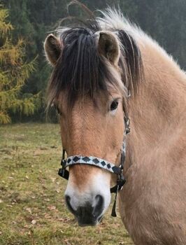 Lederhalfter, Hasenstab, Halters, Rothenbuch