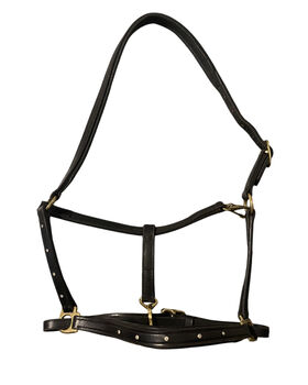 Lederhalfter mit Swarovski Nieten, Glam Bridle, Halters, Gottshaus 