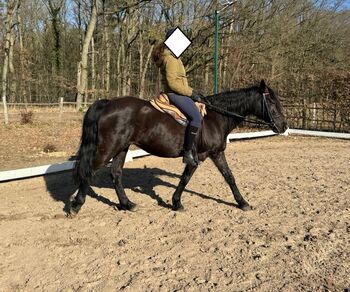 Sanfte, menschenbezogene Missouri Fox Trotter Stute in liebevolle Hände abzugeben, Kerstin Rehbehn (Pferdemarketing Ost), Konie na sprzedaż, Nienburg