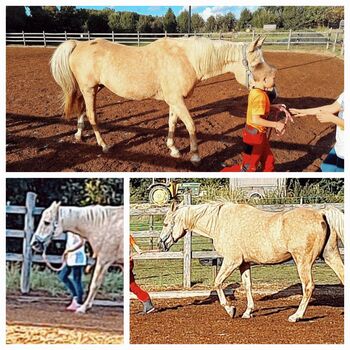 Laika, Stute,  Verlasspferd,  Familienpferd, Steffi, Horses For Sale, Geilenkirchen