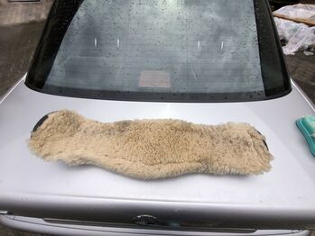 Lammfellsattelgurt von Horze abzugeben Horze  Kurzgurt 