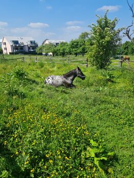 Pflegeversicherung, Maria Weber , Horse Sharing, Hürth