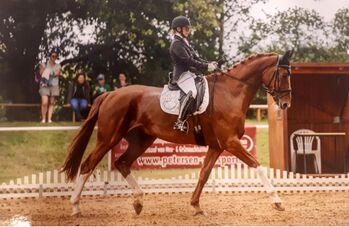 Großrahmiger ambitionierter Dressurwallach zu verkaufen, BNP, Horses For Sale, Wolfsburg