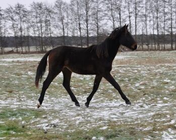 Großrahmiger, typvoller Allrounder, Kerstin Rehbehn (Pferdemarketing Ost), Horses For Sale, Nienburg