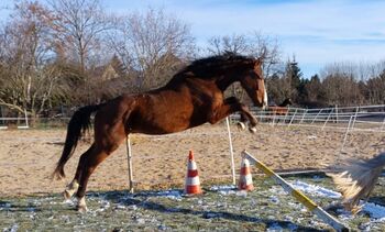 Großer Wallach, Tina, Horses For Sale, Döbeln