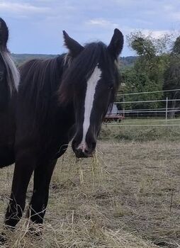 großer Irish Cob Smoky Black, Tina, Horses For Sale, Calden