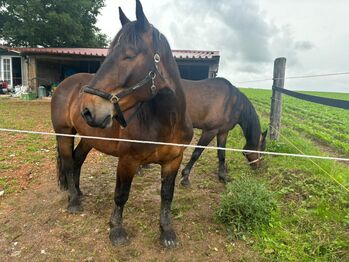 Großer Noriker sucht dringend ein Zuhause