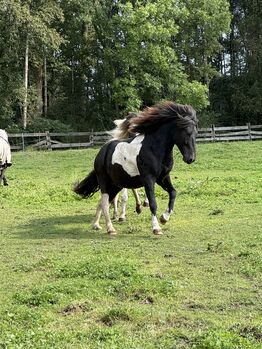 großer kräftiger Islandwallach, Tina, Horses For Sale, Südlohn