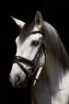 Apsl lusitano
