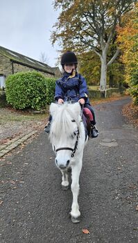 Lead-rein Welsh section, Gail, Konie na sprzedaż, Hyde near Stockport 