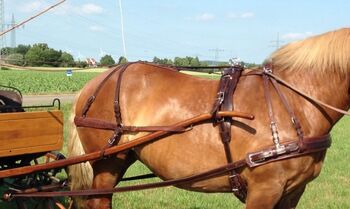 Ledergeschirr für Einspänner, Fahrsport Lessing MXL-PLUS, Klaus W., Horse Harness, Springe