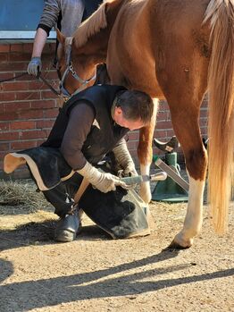 Hufbearbeitung / Hufpflege