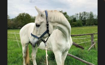 Lederhalfter von HV Polo, HV Polo , Schneider Paula, Halfter, Reichenbach im Vogtland