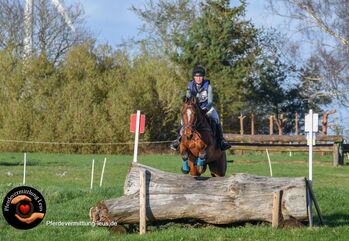Lehrmeister in schicker Optik, Katharina Lehmann (Pferdevermittlung Leus), Pferd kaufen, S